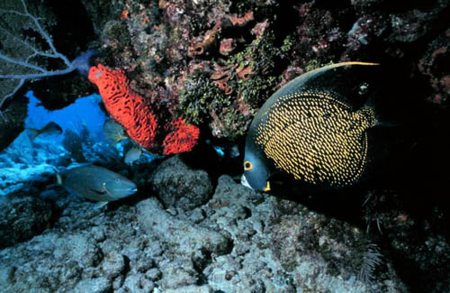 French angelfish searching for food. Image courtesy NOAA