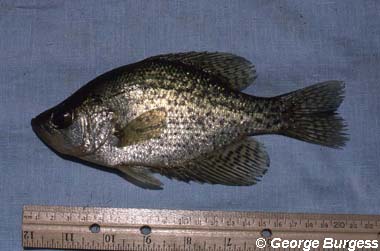 Black Crappie. Photo © George Burgess