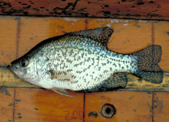 Black crappie. Photo courtesy U.S. EPA