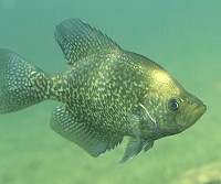 Black crappies are prized game fish. Photo courtesy U.S. Fish and Wildlife Service
