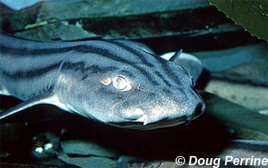 Striped catshark. Photo © Doug Perrine