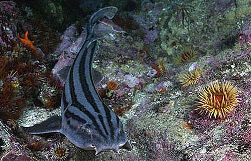 Striped catsharks are grayish in color with dark longitudinal stripes and a pale underside. Photo © Doug Perrine