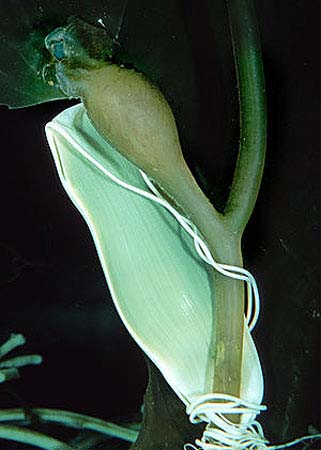 Egg case of the striped catsharks attached to marine vegetation. Photo © Doug Perrine