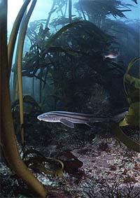 Striped catsharks are often caught as bycatch by bottom trawlers. Photo © Doug Perrine