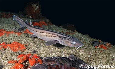 Leopard catsharks