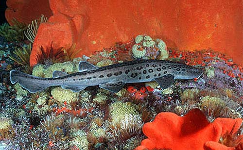 Leopard catshark. Photo © Doug Perrine