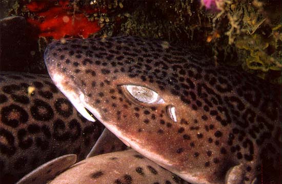 Leopard catsharks have striking coloration patterns. Photo © Doug Perrine