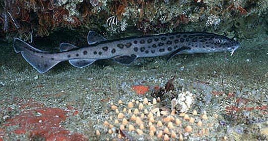 Leopard catsharks are considered harmless to humans. Photo © Doug Perrine
