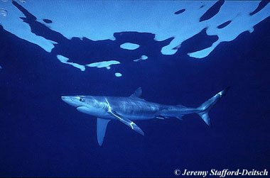 Blue shark. Photo © Jeremy Stafford-Deitsch