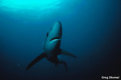 Blue shark. Photo courtesy NOAA