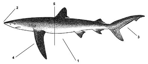 Blue shark (Prionace glauca). Illustration courtesy FAO, Species Identification and Biodata