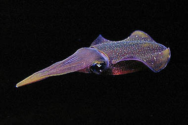 Blue shark feed on small fishes and invertebrates including squid. Photo © Charles Glatzer