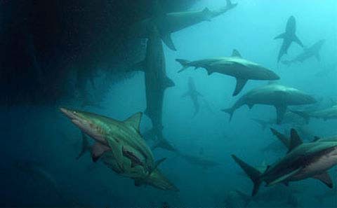 Copper sharks are among the likely predators of the dwarf sawfish. Image © Doug Perrine