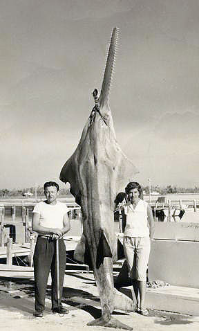 Largest officially captured smalltooth sawfish in Florida waters! Image courtesy W. Bloyd