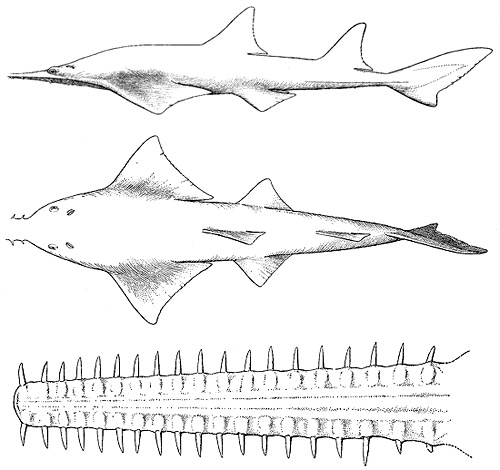 Largetooth sawfish side view without the rostral saw (top), dorsal view (center), and rostral saw (bottom). Images courtesy Bigelow and Schroeder (1948) FNWA