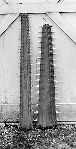 Comparison of smalltooth sawfish saw on left and largetooth sawfish saw on right.