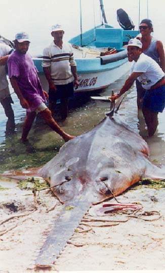 Largetooth sawfish harvest