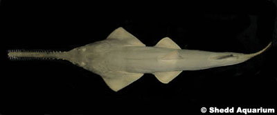Green sawfish. Photo courtesy Shedd Aquarium