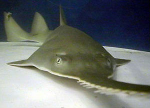 Green sawfish. Photo courtesy Shedd Aquarium