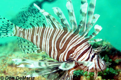 Red Lionfish. Photo © Don DeMaria