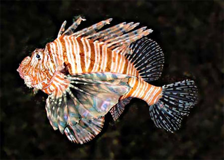 Red lionfish. Photo courtesy National Park Service