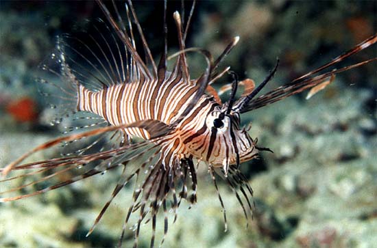 Red lionfish is a member of the scorpionfish subfamily Pteroinae. Photo © George Ryschkewitsch