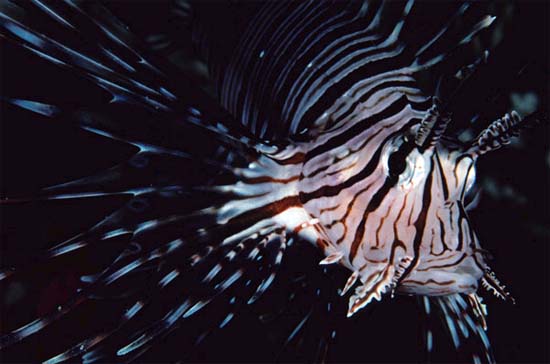 The venom of the red lionfish may be delivered by spines of the fins. Photo © Steve Jones