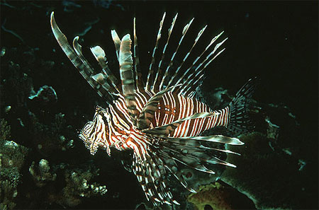 Red lionfish are banded in red and white. Photo courtesy U.S. Geological Survey