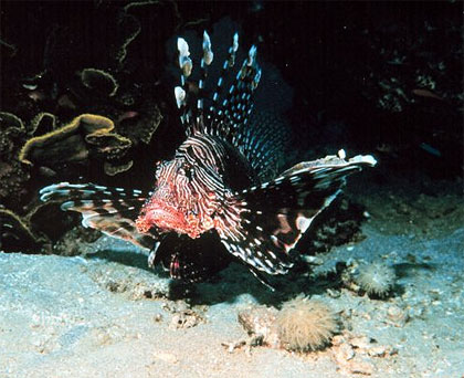 Red lionfish. Photo courtesy NOAA