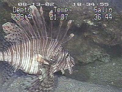 Non-native red lionfish (Pterois volitans) photographed over the Outer Shelf Reefs off Cape Fear, NC. Photo courtesy NOAA