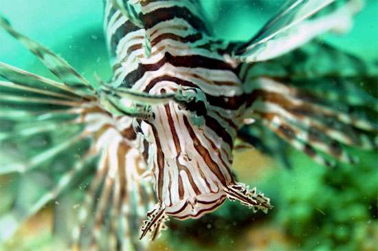 Non-native red lionfish (Pterois volitans) photographed off Jacksonville, Florida. Photo © Don DeMaria