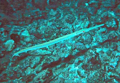 Cornetfish (Fistularia commersoni) is a natural predator of P. miles. Photo courtesy National Park Service