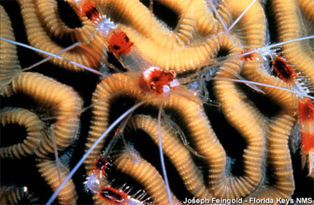 The red lionfish feeds on a variety of prey including the banded coral shrimp (Stenopus hispidus). Photo courtesy Florida Keys National Marine Sanctuary