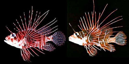 Spotfin lionfish (P. antennata) and radial firefish (P. radiata). Photos courtesy National Park Service