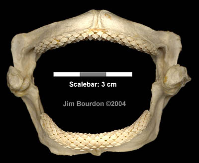 Dentition of the pelagic stingray. Photo © Jim Bourdon