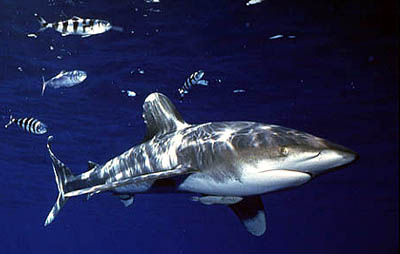 The oceanic whitetip shark is a known predator of the pelagic stingray. Photo © Jeremy Stafford-Deitsch
