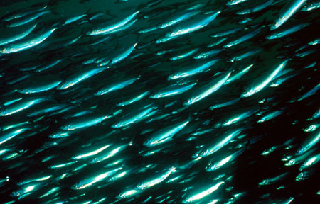 Pelagic stingrays feed on a variety of items including herring. Photo courtesy Jon Whitman/NOAA