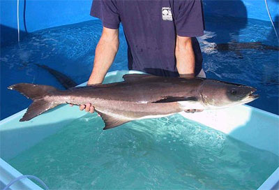 Cobia. Photo courtesy NOAA