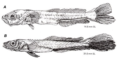 A. Late larva cobia, B. juvenile cobia. Image courtesy NOAA Technical Report NMFS 82