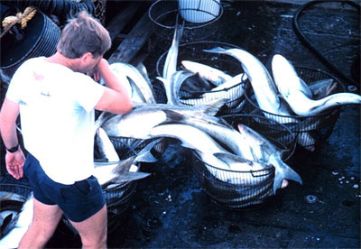 Cobia catch. Photo courtesy NOAA