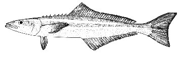 Profile of a cobia, notice the sharp dorsal spines. Image courtesy NOAA