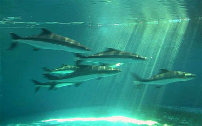 Cobia in captivity as part of a research project. Photo courtesy NOAA