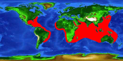 World distribution map for the cobia