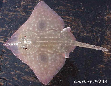 Big skate. Photo courtesy NOAA