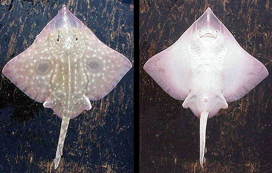 Dorsal and ventral views of the big skate. Photo courtesy NOAA