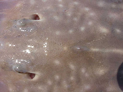 Close view of the eyes and spiracles of a big skate. Photo courtesy NOAA