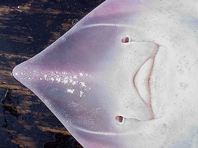 Ventral view of the mouth. Photo courtesy NOAA