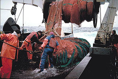 Big skates are often taken as incidental bycatch by trawlers. Photo courtesy NOAA