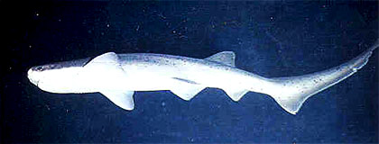 Sevengill sharks (Notorynchus cepedianus) are potential predators of the longnose skate. Photo courtesy NOAA