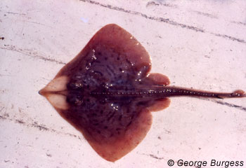 Clearnose Skate. Photo © George Burgess